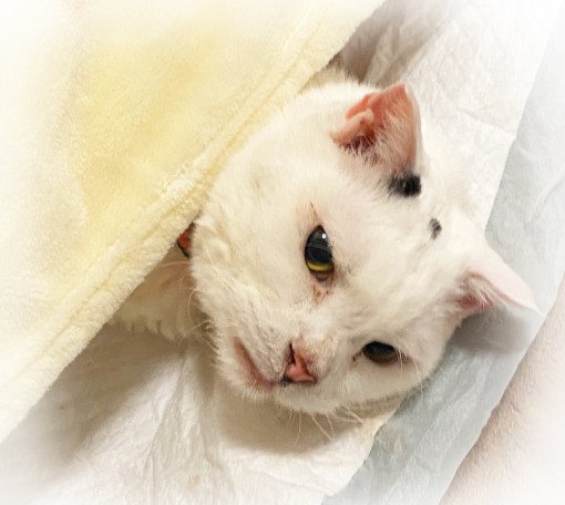 猫の介護
