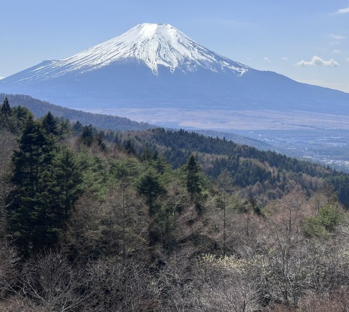 へバーデン結節とジジ様と夢と