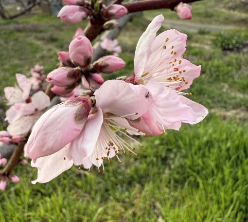 桃の花が咲き始めました