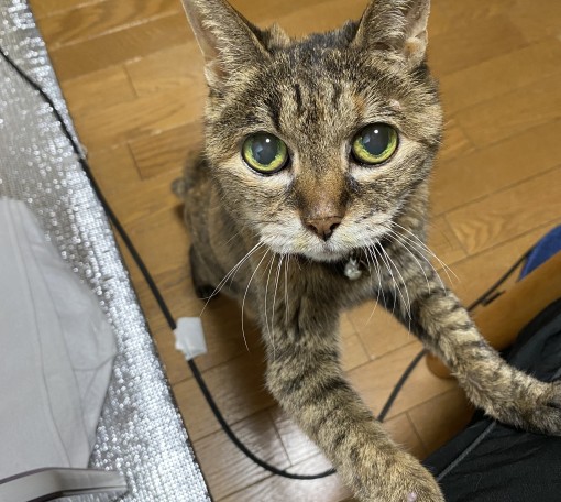 さよならから教わったこと🌈🐱✨