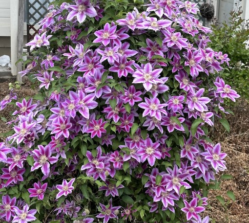 チビを叱った時