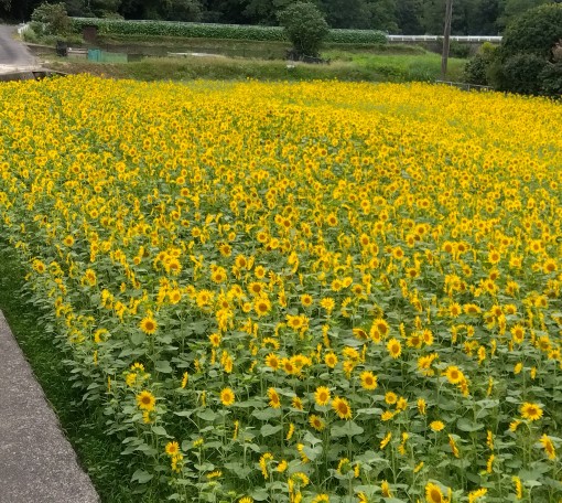 手相で思い出した子育ての葛藤