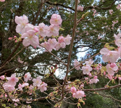 前世を引きずっていた娘