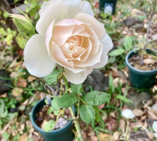 いつかのお客様へ